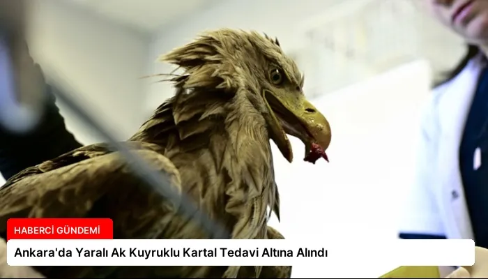Ankara’da Yaralı Ak Kuyruklu Kartal Tedavi Altına Alındı