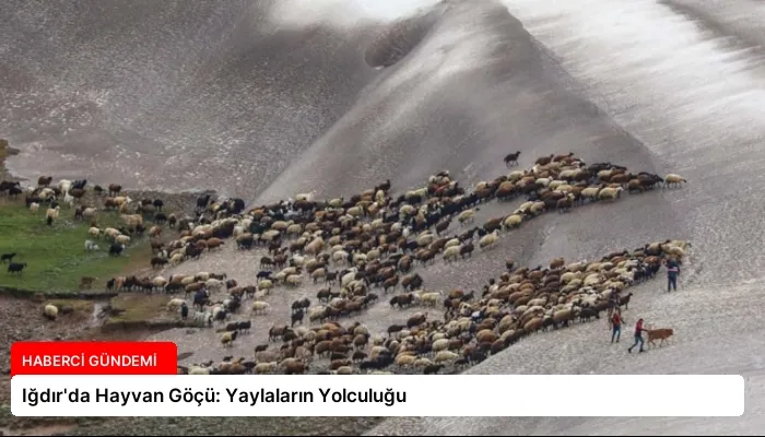 Iğdır’da Hayvan Göçü: Yaylaların Yolculuğu