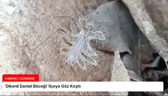 ‘Dikenli Dantel Böceği’ İlçeye Göz Kırptı