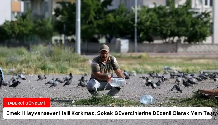 Emekli Hayvansever Halil Korkmaz, Sokak Güvercinlerine Düzenli Olarak Yem Taşıyor