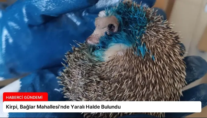 Kirpi, Bağlar Mahallesi’nde Yaralı Halde Bulundu