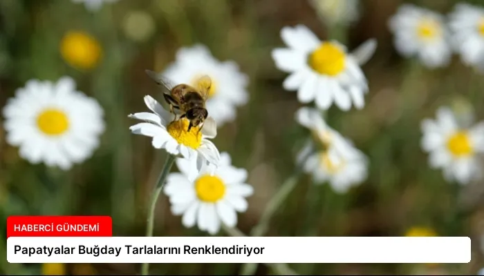 Papatyalar Buğday Tarlalarını Renklendiriyor