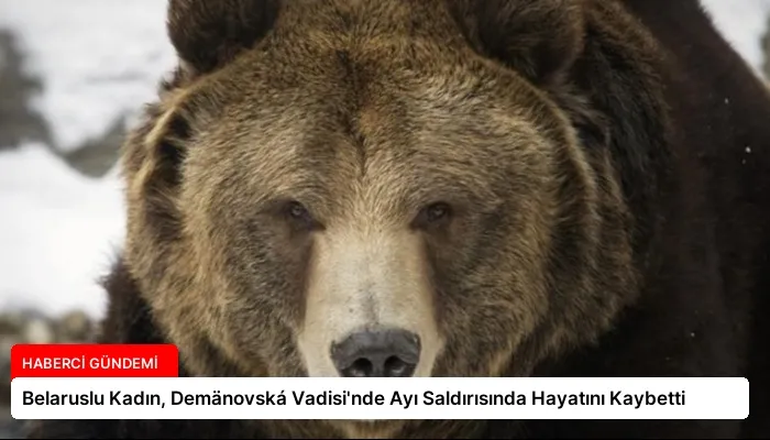 Belaruslu Kadın, Demänovská Vadisi’nde Ayı Saldırısında Hayatını Kaybetti