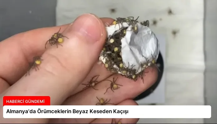 Almanya’da Örümceklerin Beyaz Keseden Kaçışı