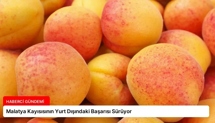 Malatya Kayısısının Yurt Dışındaki Başarısı Sürüyor