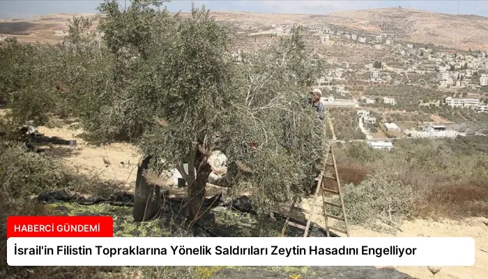 İsrail’in Filistin Topraklarına Yönelik Saldırıları Zeytin Hasadını Engelliyor