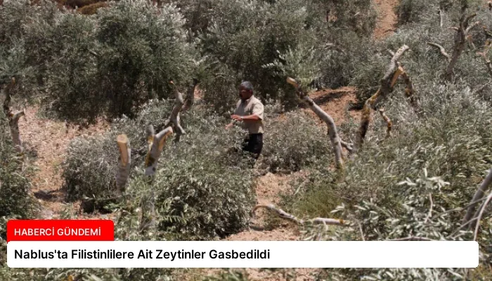 Nablus’ta Filistinlilere Ait Zeytinler Gasbedildi