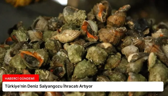 Türkiye’nin Deniz Salyangozu İhracatı Artıyor