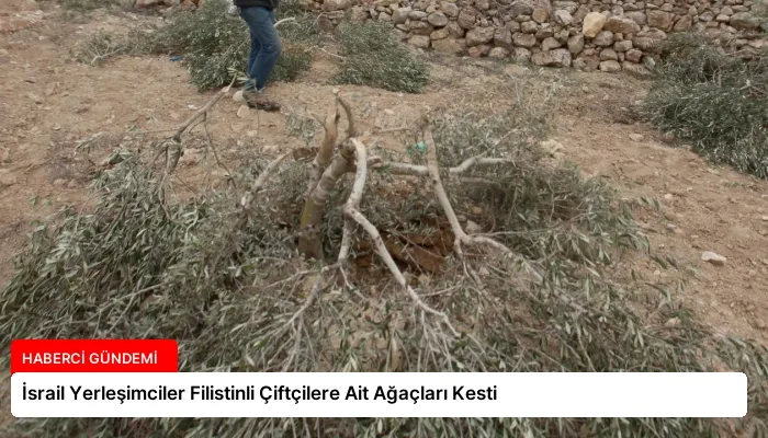 İsrail Yerleşimciler Filistinli Çiftçilere Ait Ağaçları Kesti