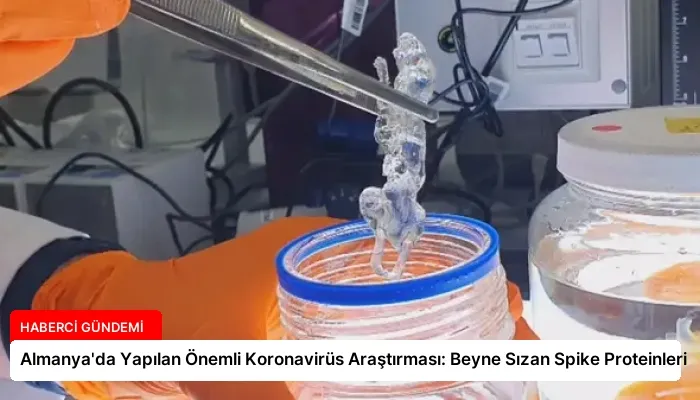 Almanya’da Yapılan Önemli Koronavirüs Araştırması: Beyne Sızan Spike Proteinleri