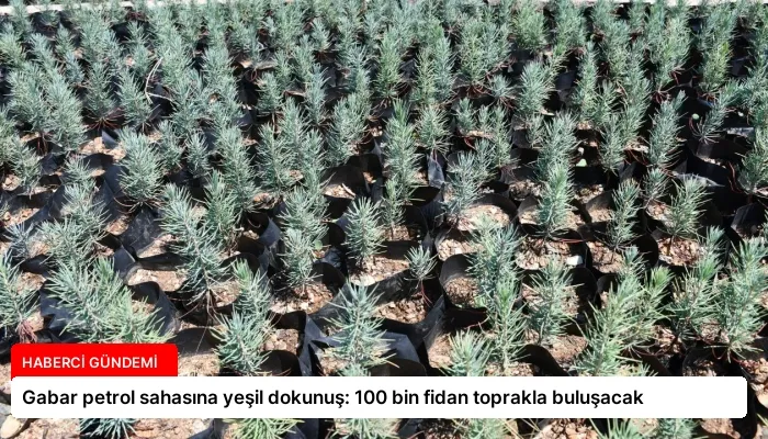 Gabar petrol sahasına yeşil dokunuş: 100 bin fidan toprakla buluşacak