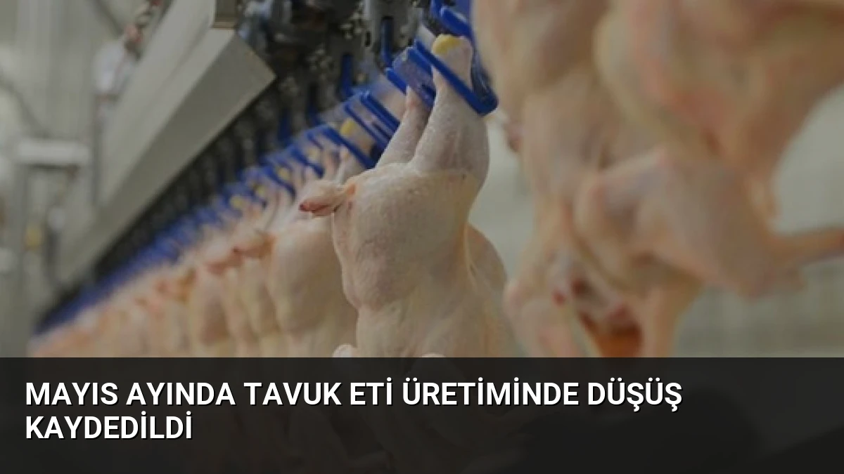 Mayıs Ayında Tavuk Eti Üretiminde Düşüş Kaydedildi