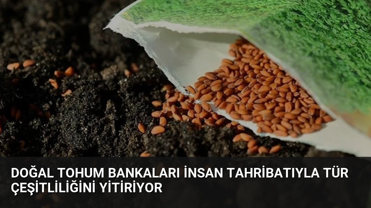 Doğal Tohum Bankaları İnsan Tahribatıyla Tür Çeşitliliğini Yitiriyor