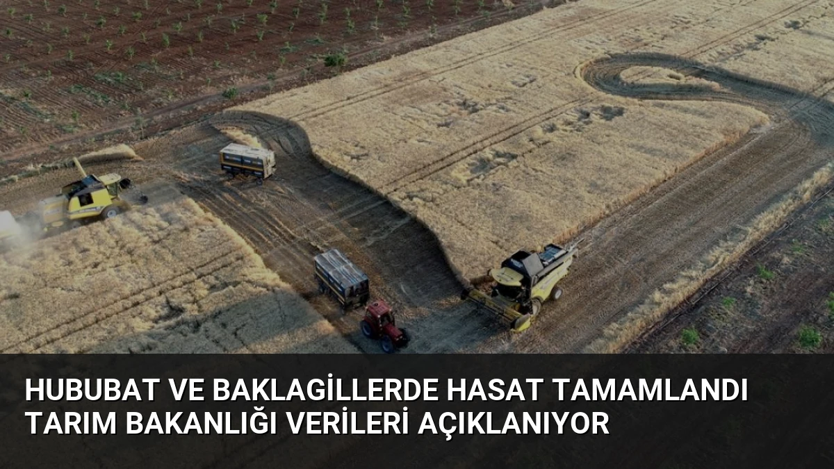Hububat ve Baklagillerde Hasat Tamamlandı Tarım Bakanlığı Verileri Açıklanıyor