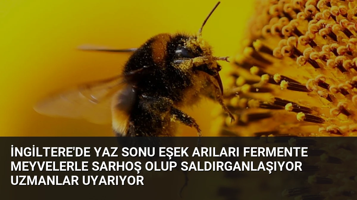İngiltere’de Yaz Sonu Eşek Arıları Fermente Meyvelerle Sarhoş Olup Saldırganlaşıyor Uzmanlar Uyarıyor
