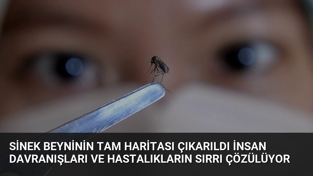 Sinek Beyninin Tam Haritası Çıkarıldı İnsan Davranışları ve Hastalıkların Sırrı Çözülüyor